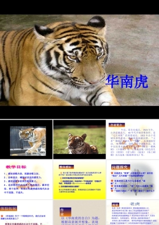 七年级语文华南虎课件