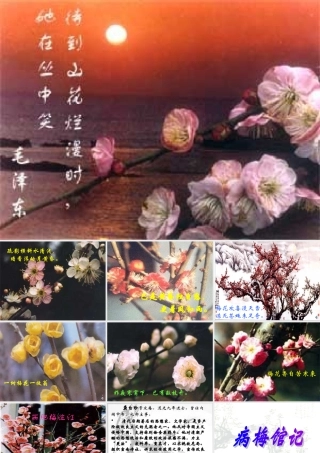 人教版高二语文病梅馆记 课件