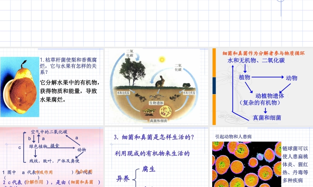 九年级生物细菌和真菌在自然界的分布 试题