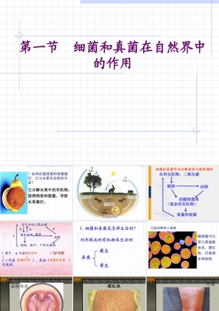 九年级生物细菌和真菌在自然界的分布 试题