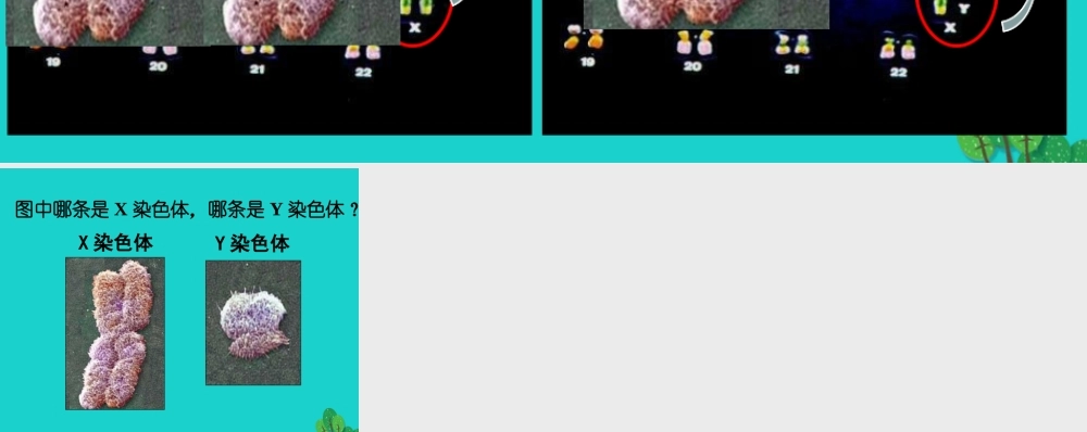 八年级生物上册 第十一章 第三节 人类的遗传 男女染色体差异 找一找课件 (新版)北京版 课件