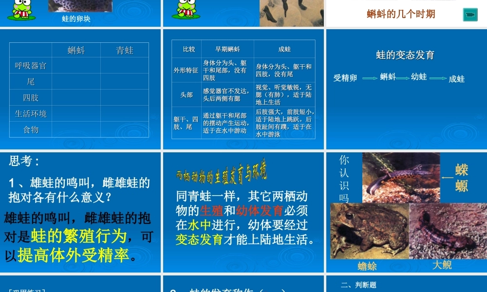 新人教版八年级生物两栖动物的生殖和发育课件2 人教版 课件