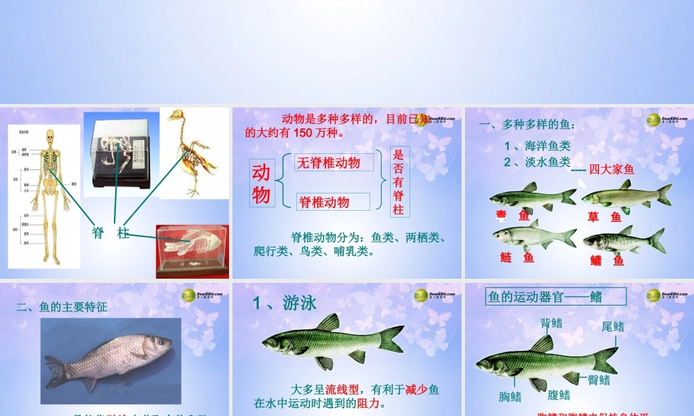 八年级生物上册 5.1.4 鱼课件 (新版)新人教版 课件