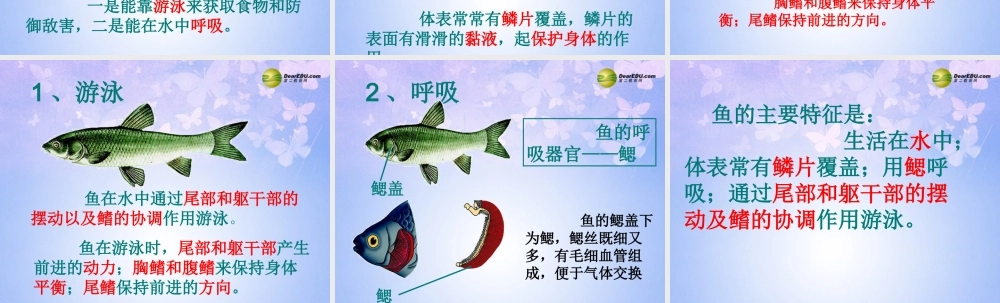 八年级生物上册 5.1.4 鱼课件 (新版)新人教版 课件