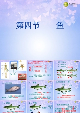 八年级生物上册 5.1.4 鱼课件 (新版)新人教版 课件