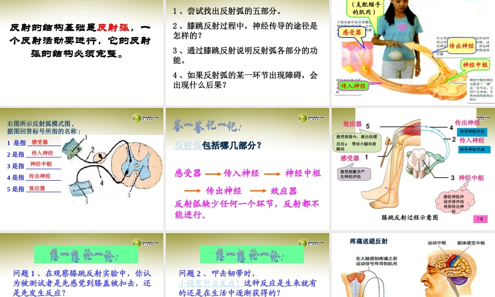 八年级生物下册 第六章 神经调节的基本方式好配套课件 鲁科版 课件