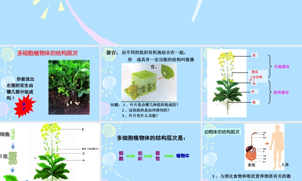 七年级生物上：第一单元第二章第四节 多细胞生物体的结构层次课件(济南版) 课件