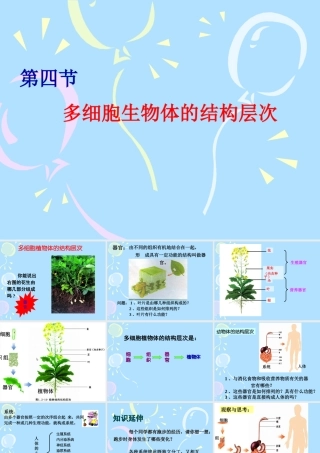 七年级生物上：第一单元第二章第四节 多细胞生物体的结构层次课件(济南版) 课件