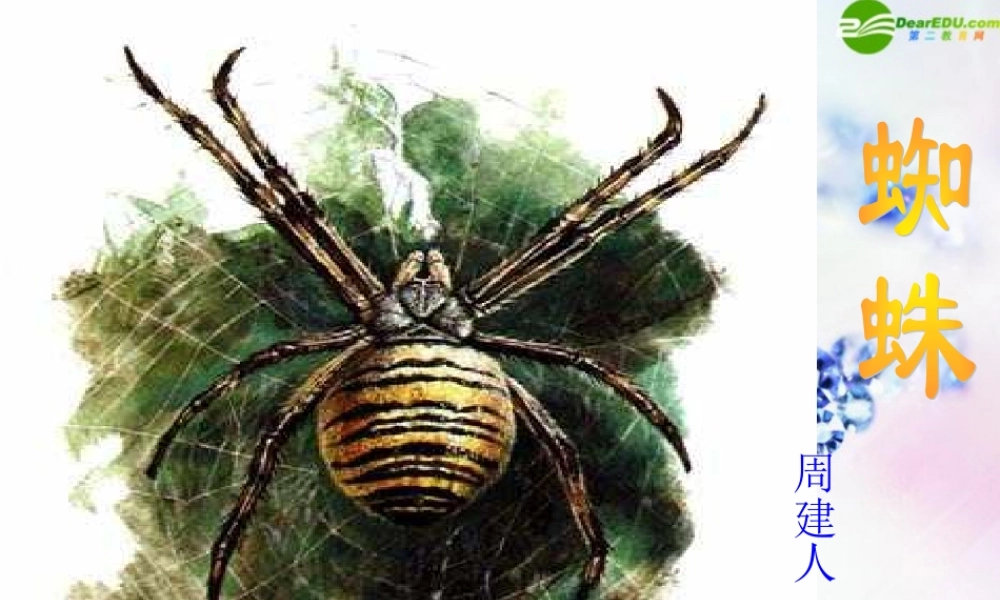 九年级语文下册 蜘蛛课件 浙教版 课件