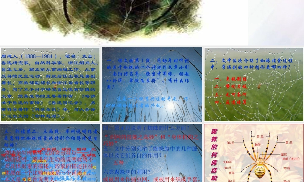 九年级语文下册 蜘蛛课件 浙教版 课件