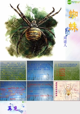 九年级语文下册 蜘蛛课件 浙教版 课件
