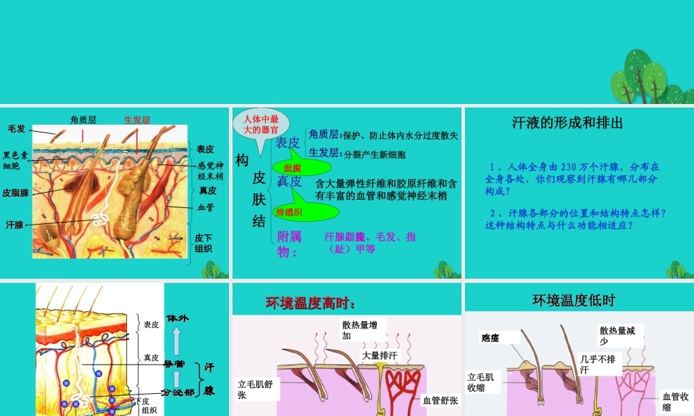 七年级生物下册 第三单元 第四章 第二节 汗液的形成和排出课件 (新版)济南版 课件