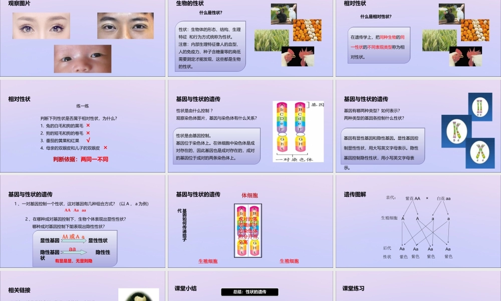 八年级生物上册 第四单元 物种的延续 第四章 生物的遗传与变异 第二节 性状的遗传课件(新版)济南版 课件