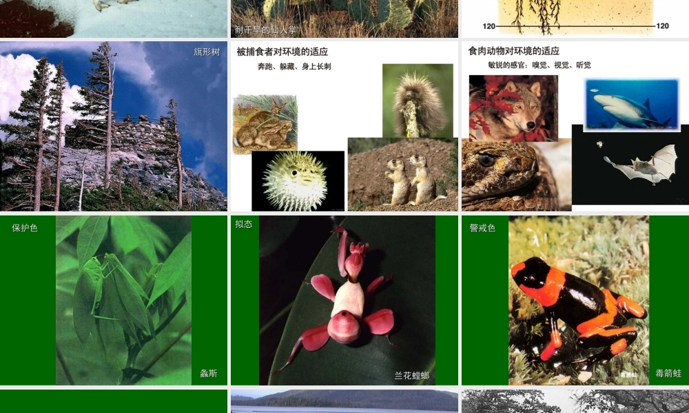 七年级生物生物对环境的适应和影响鲁教版 课件