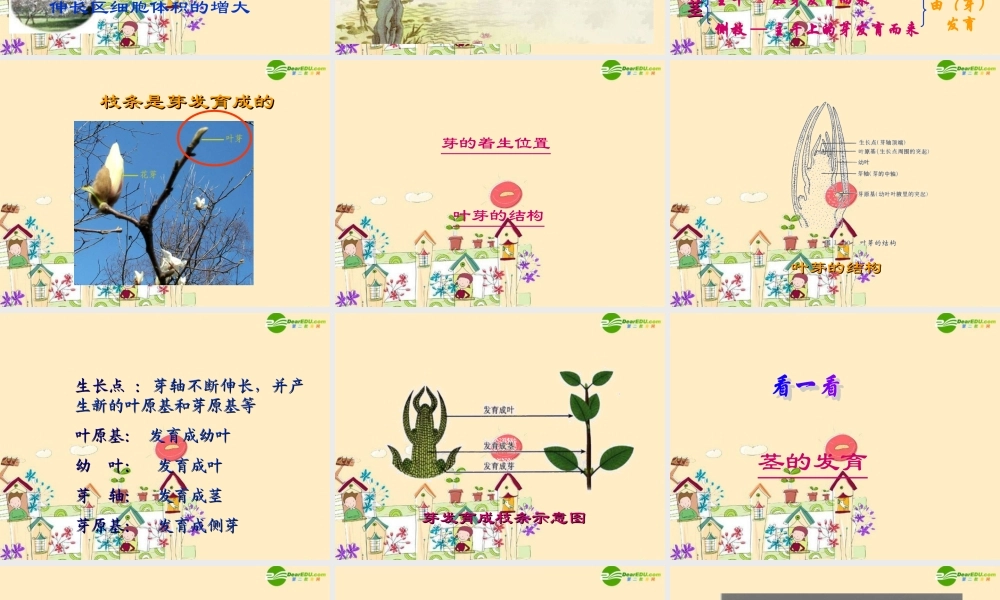 七年级生物 植株的生长课件 人教新课标版 课件