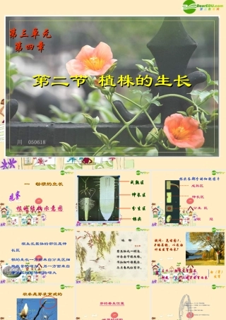 七年级生物 植株的生长课件 人教新课标版 课件