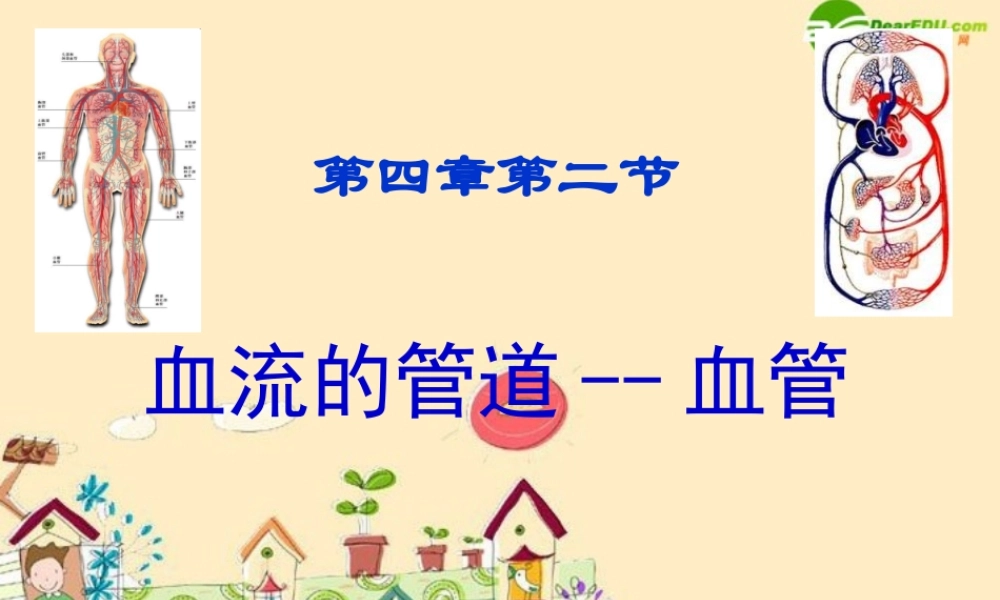 七年级生物 血流的管道 血管课件 新人教版 课件