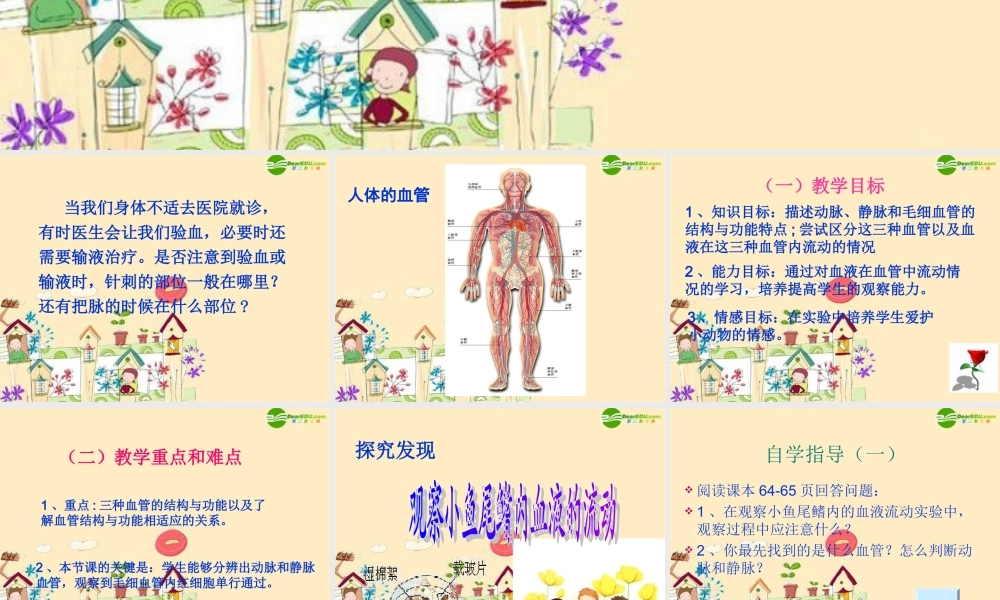 七年级生物 血流的管道 血管课件 新人教版 课件