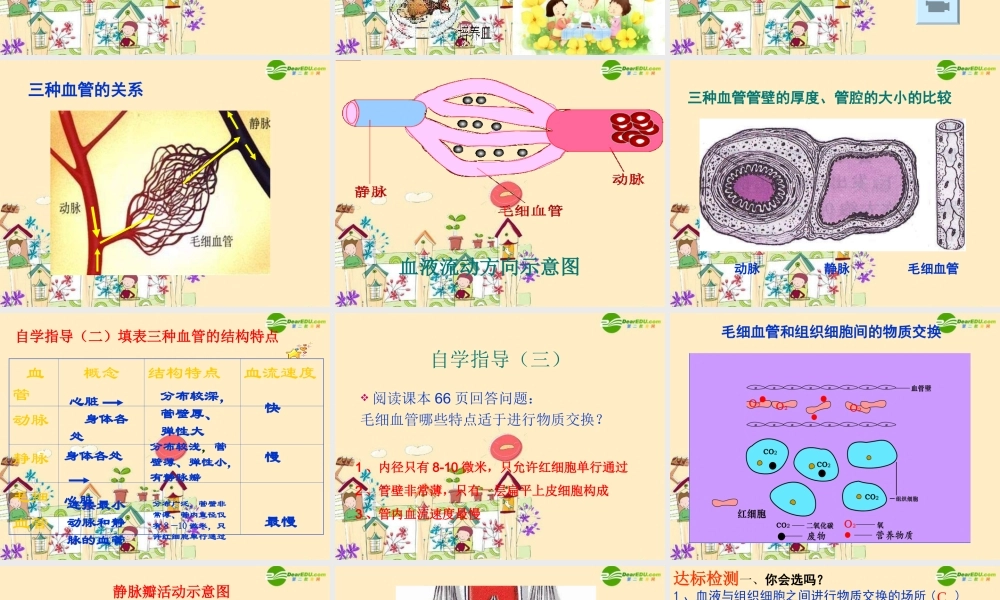 七年级生物 血流的管道 血管课件 新人教版 课件