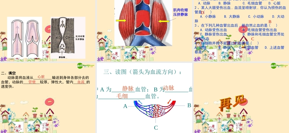 七年级生物 血流的管道 血管课件 新人教版 课件