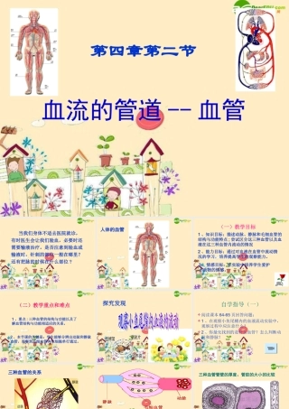 七年级生物 血流的管道 血管课件 新人教版 课件