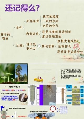 中学七年级生物上册 3.2.2 植株的生长课件 (新版)新人教版 课件