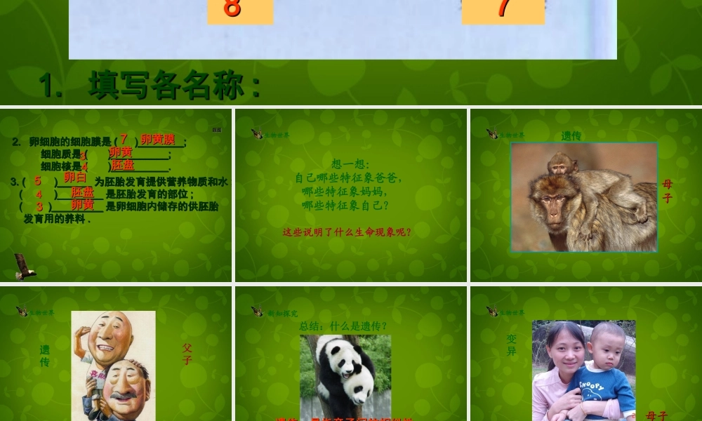 八年级生物下册(第七单元 第二章 第1节 基因控制生物的性状)课件 新人教版 课件