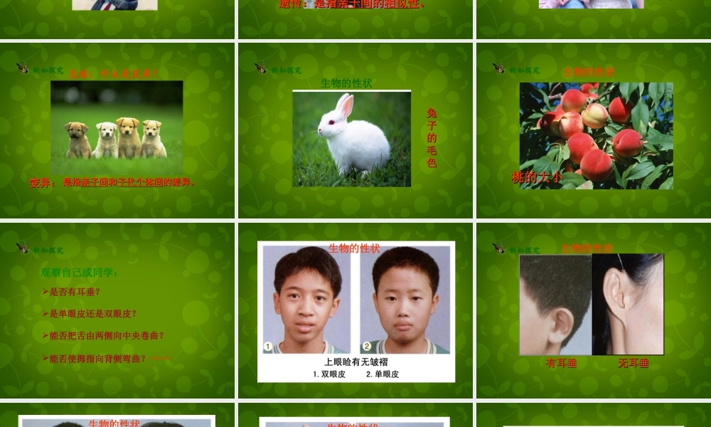 八年级生物下册(第七单元 第二章 第1节 基因控制生物的性状)课件 新人教版 课件