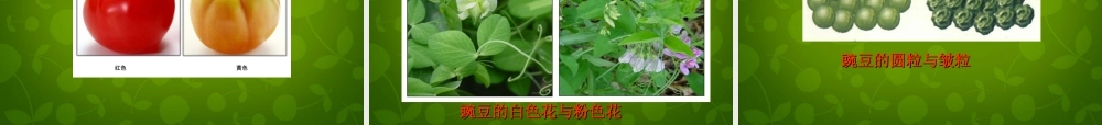 八年级生物下册(第七单元 第二章 第1节 基因控制生物的性状)课件 新人教版 课件