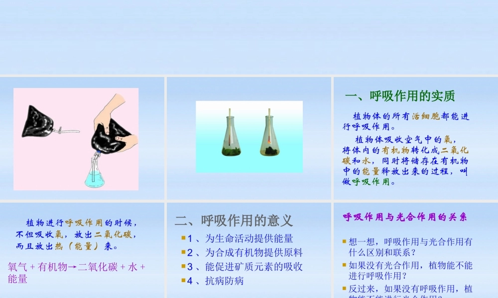 八年级生物下册 生物植物的呼吸作用课件 人教新课标版 课件