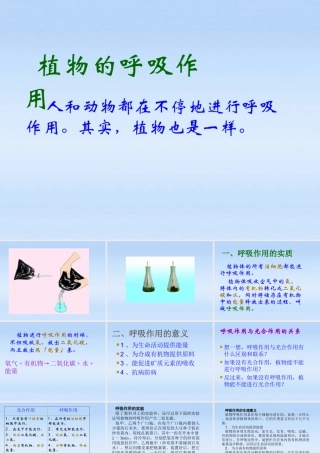 八年级生物下册 生物植物的呼吸作用课件 人教新课标版 课件