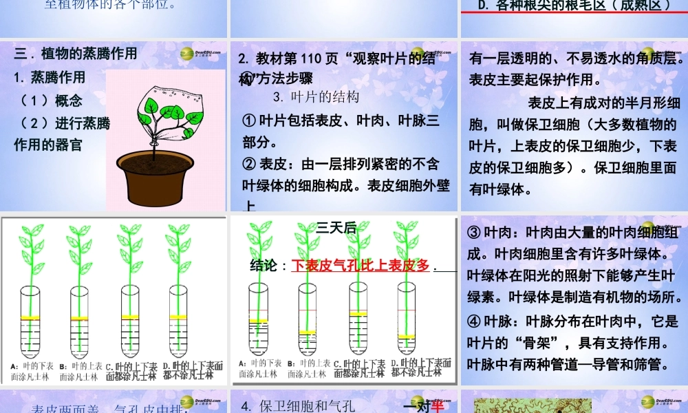 七年级生物上册 第三章 第三节 绿色植物参与生物圈的水循环课件 新人教版 课件