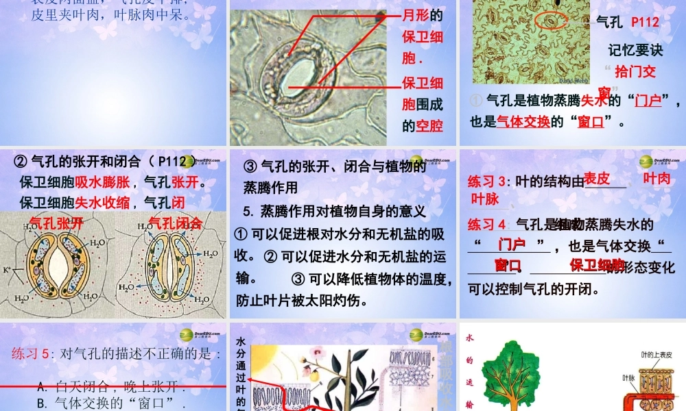 七年级生物上册 第三章 第三节 绿色植物参与生物圈的水循环课件 新人教版 课件