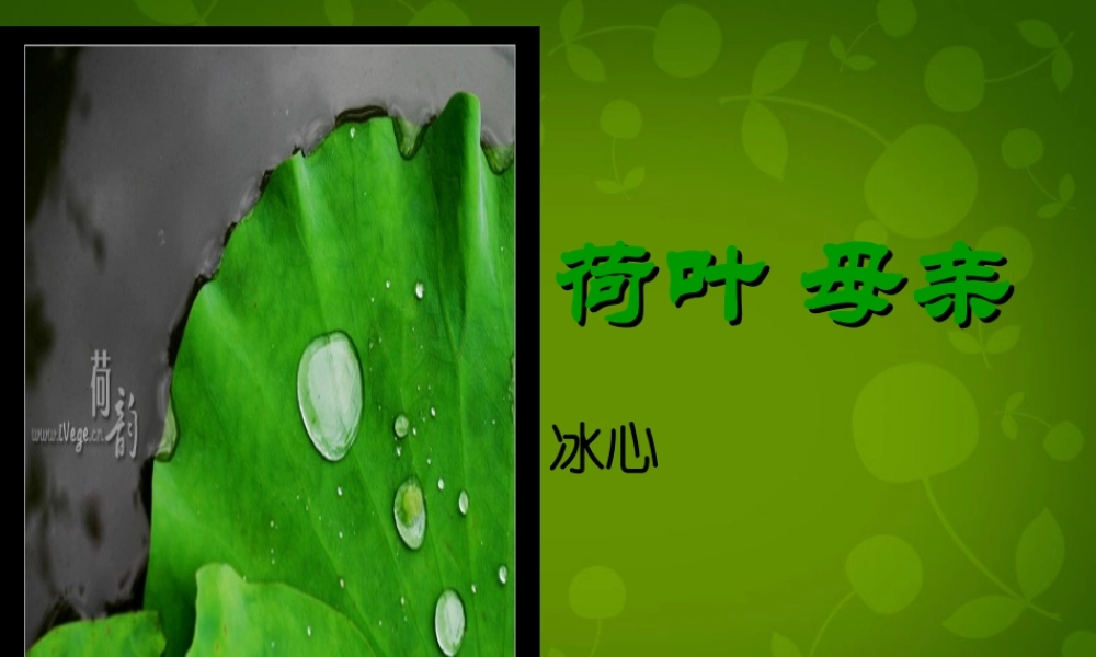 中学七年级语文上册 4(散文诗两首)荷叶 母亲课件 (新版)新人教版 课件