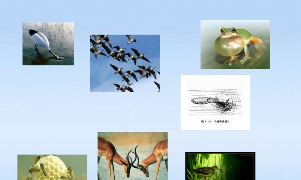 七年级生物上册 第二章生物圈中的动物第二节动物的行为课件2(2) 济南版 课件