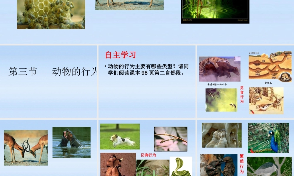 七年级生物上册 第二章生物圈中的动物第二节动物的行为课件2(2) 济南版 课件