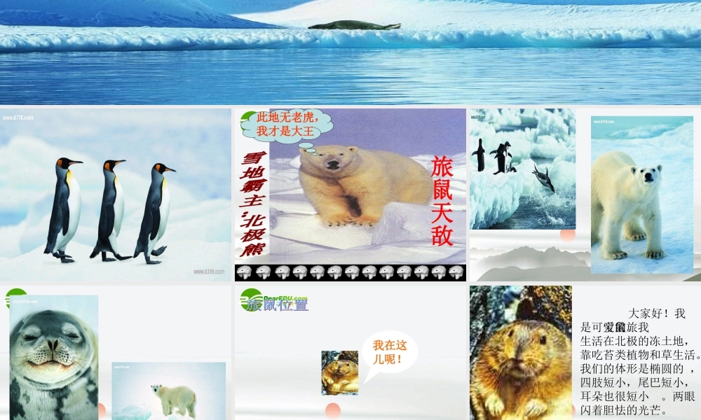 八年级语文下册 第三单元之(旅鼠之谜) 课件 新人教版 课件