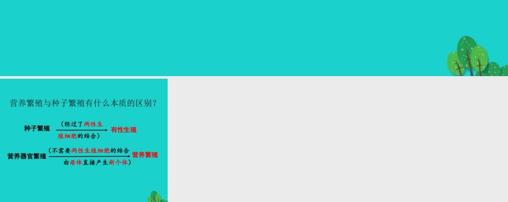 八年级生物上册 第十章 第四节 生物生殖的多种方式 植物的营养繁殖 讨论答案课件 (新版)北京版 课件