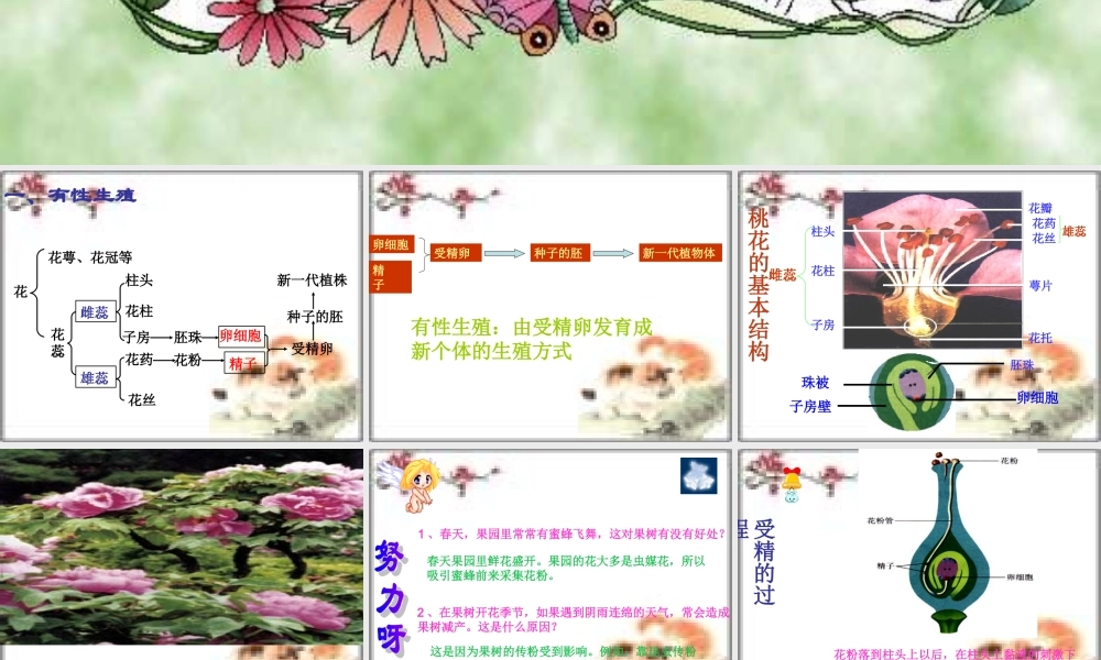 初中生物第四单元第一章绿色开花植物的一生复习课件(济南版) 课件
