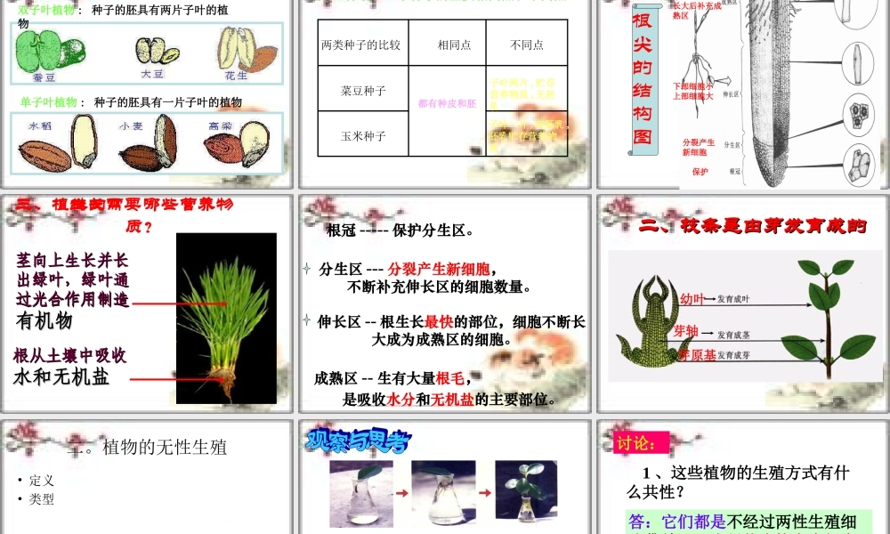 初中生物第四单元第一章绿色开花植物的一生复习课件(济南版) 课件