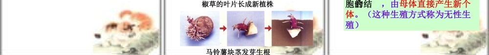 初中生物第四单元第一章绿色开花植物的一生复习课件(济南版) 课件