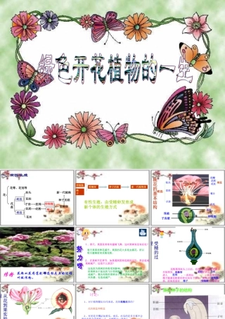 初中生物第四单元第一章绿色开花植物的一生复习课件(济南版) 课件