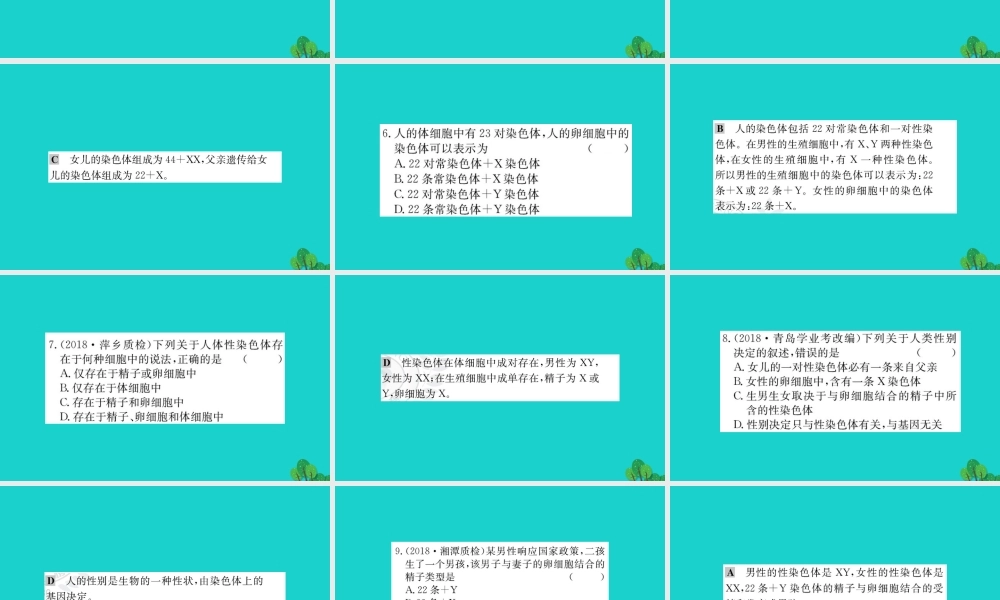 八年级生物下册 7.2.4 人的性别遗传习题课件(新版)新人教版 课件