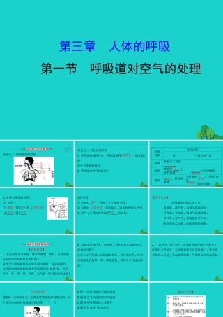 七年级生物下册 4.3.1呼吸道对空气的处理习题课件(新版)新人教版 课件