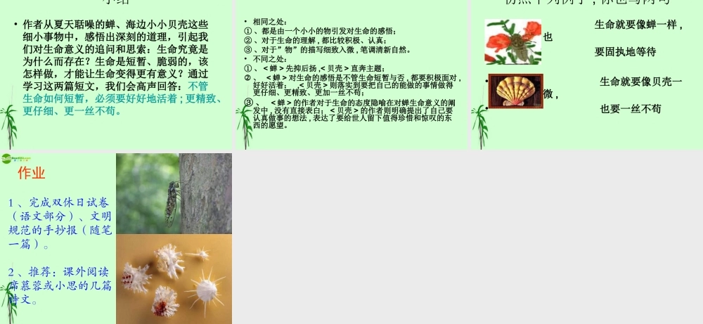 七年级语文上册 (贝壳)课件 人教新课标版 课件