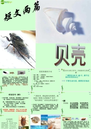 七年级语文上册 (贝壳)课件 人教新课标版 课件