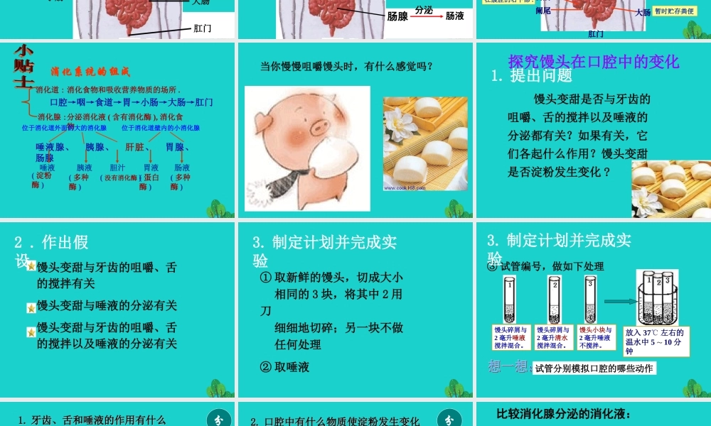 七年级生物下册 第二章 第二节 消化和吸收课件 (新版)新人教版 课件