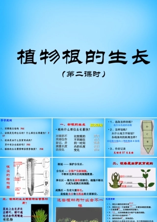 中学七年级生物上册 第5章 第2节 植物根的生长课件2 苏教版 课件