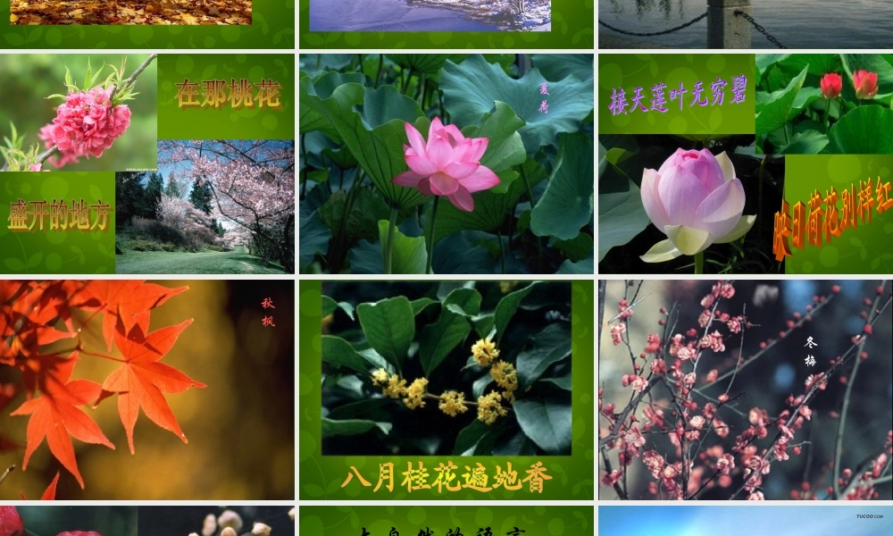 八年级语文上册 16 大自然的语言课件 新人教版 课件