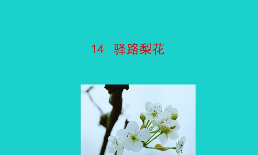七年级语文下册 第四单元 14 驿路梨花课件 新人教版 课件